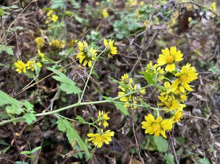 ΢��ͼƬ_20241205151402