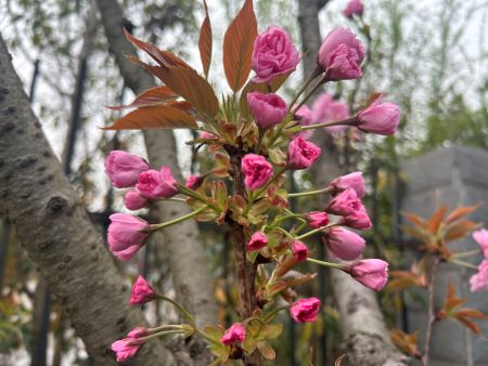 ΢��ͼƬ_20250411110550